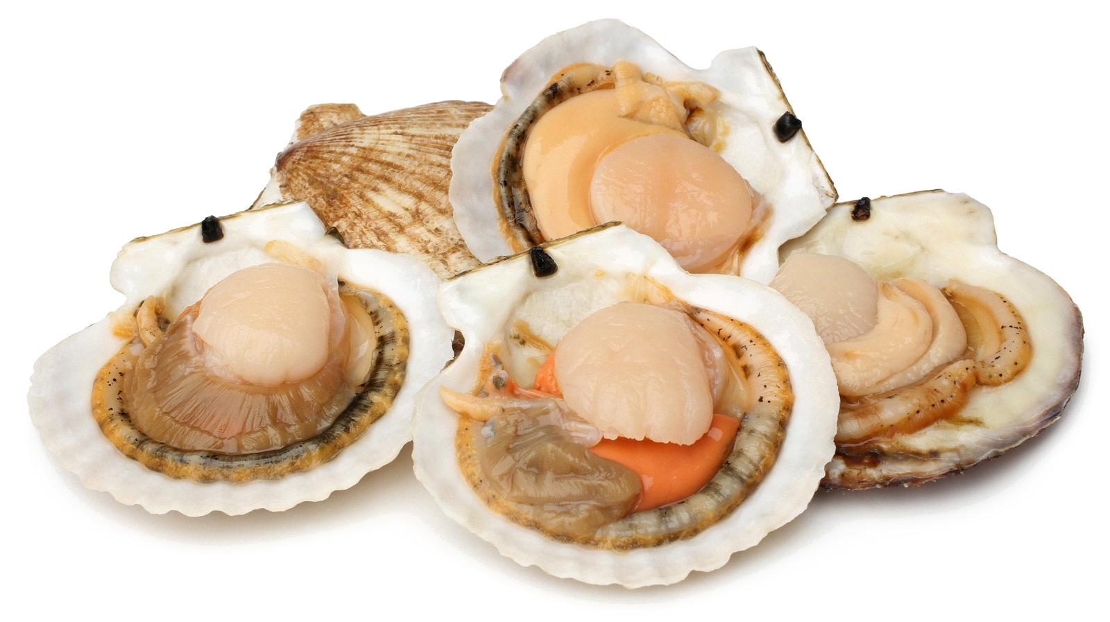are scallops shellfish