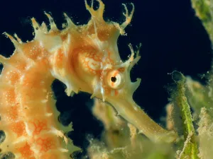 are seahorses mammals 1 1