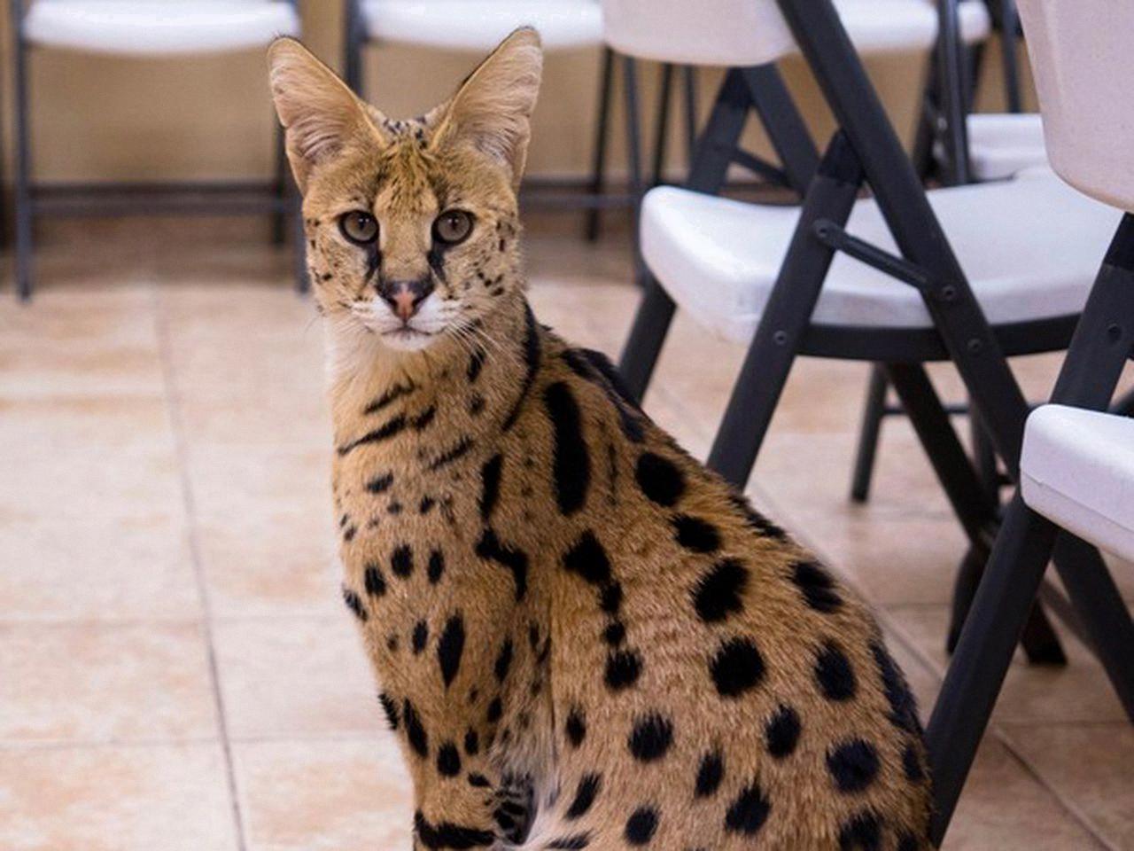 Pet-Owner's Guide to Serval Cats