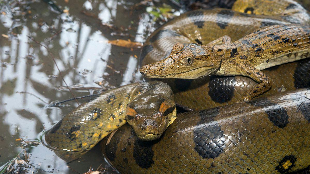 Florida's Everglades Anacondas New Home?