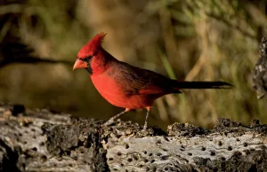 are there cardinals in arizona 1 1