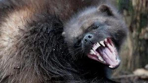 are wolverines dangerous 1 1