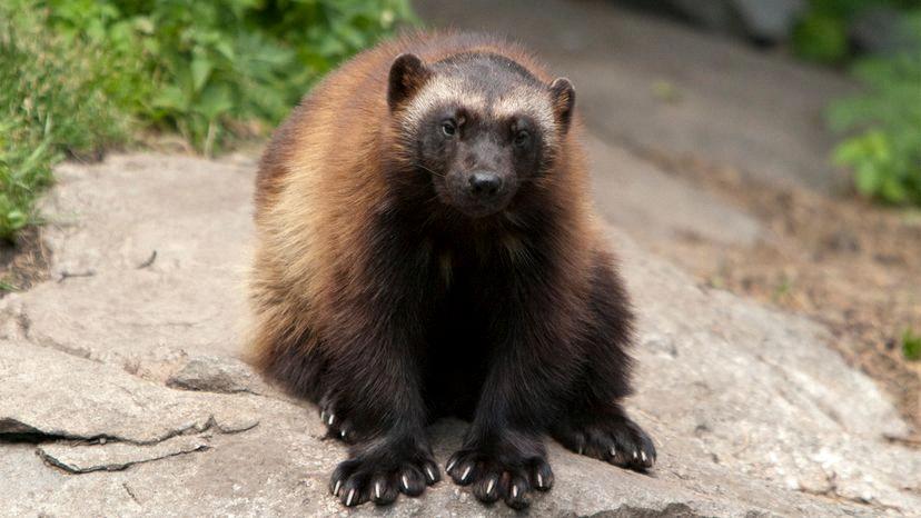 are wolverines dangerous