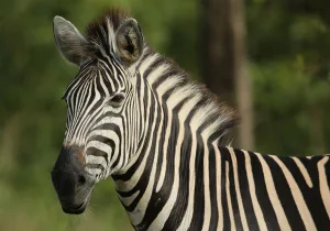 are zebras dangerous 1 1