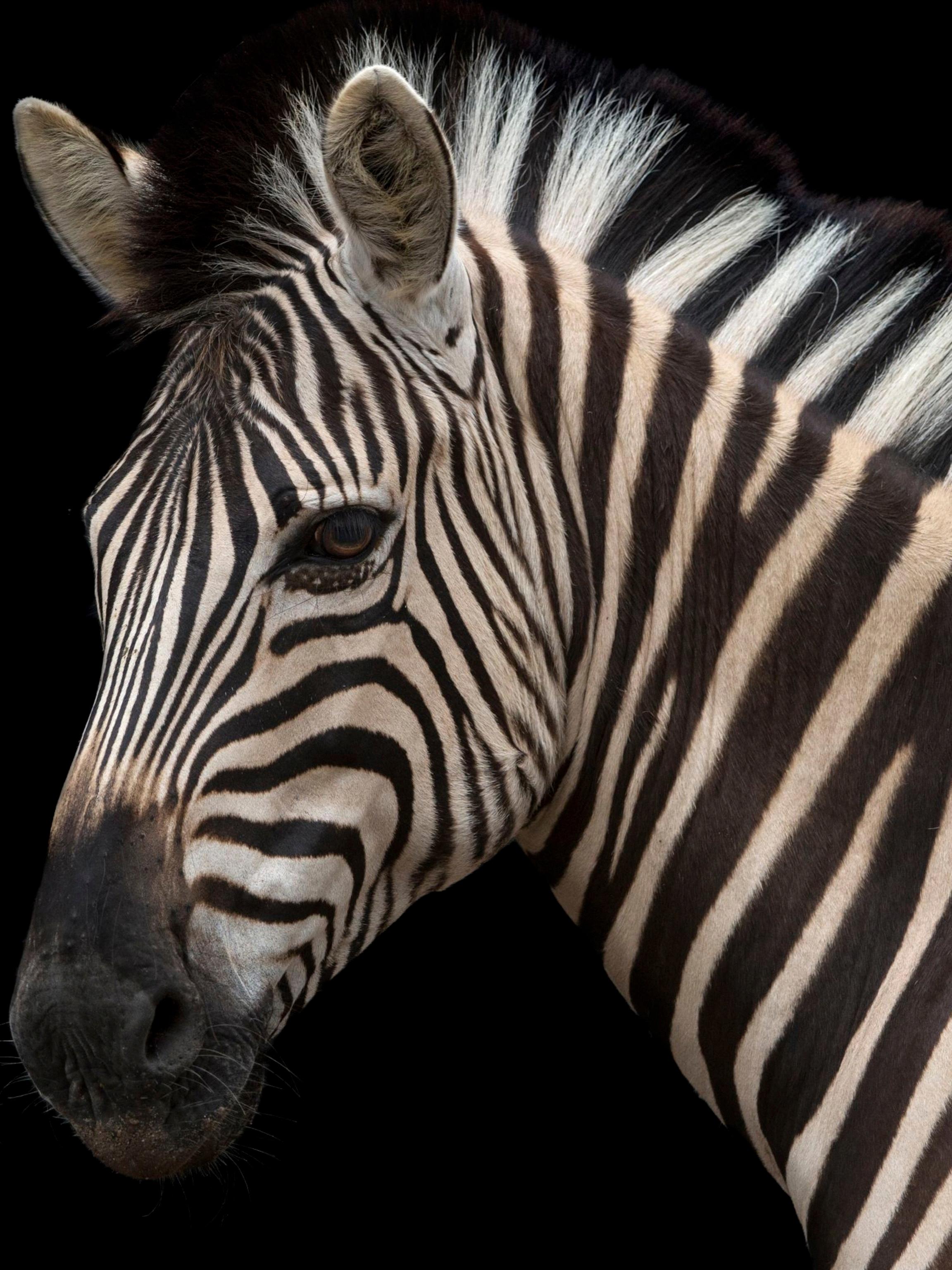 are zebras dangerous