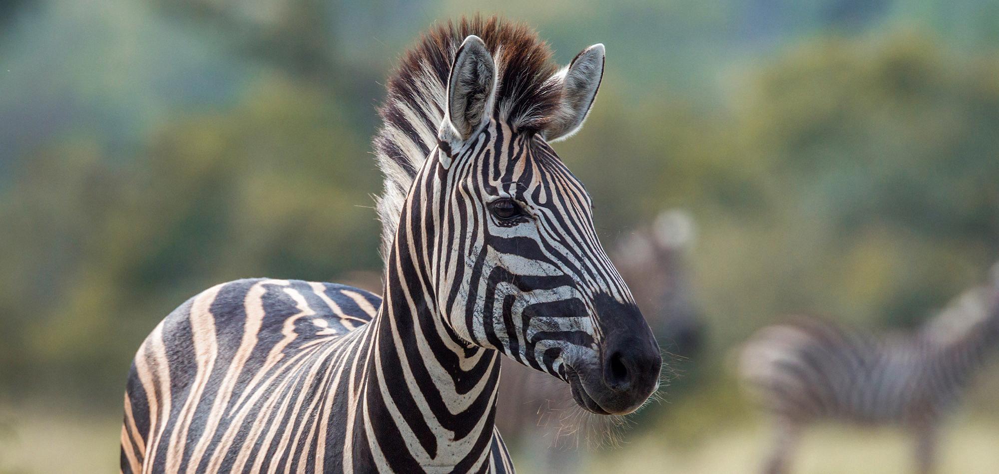 are zebras dangerous