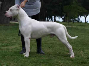 argentine dogo 1673424514