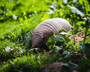 armadillo 1673537039