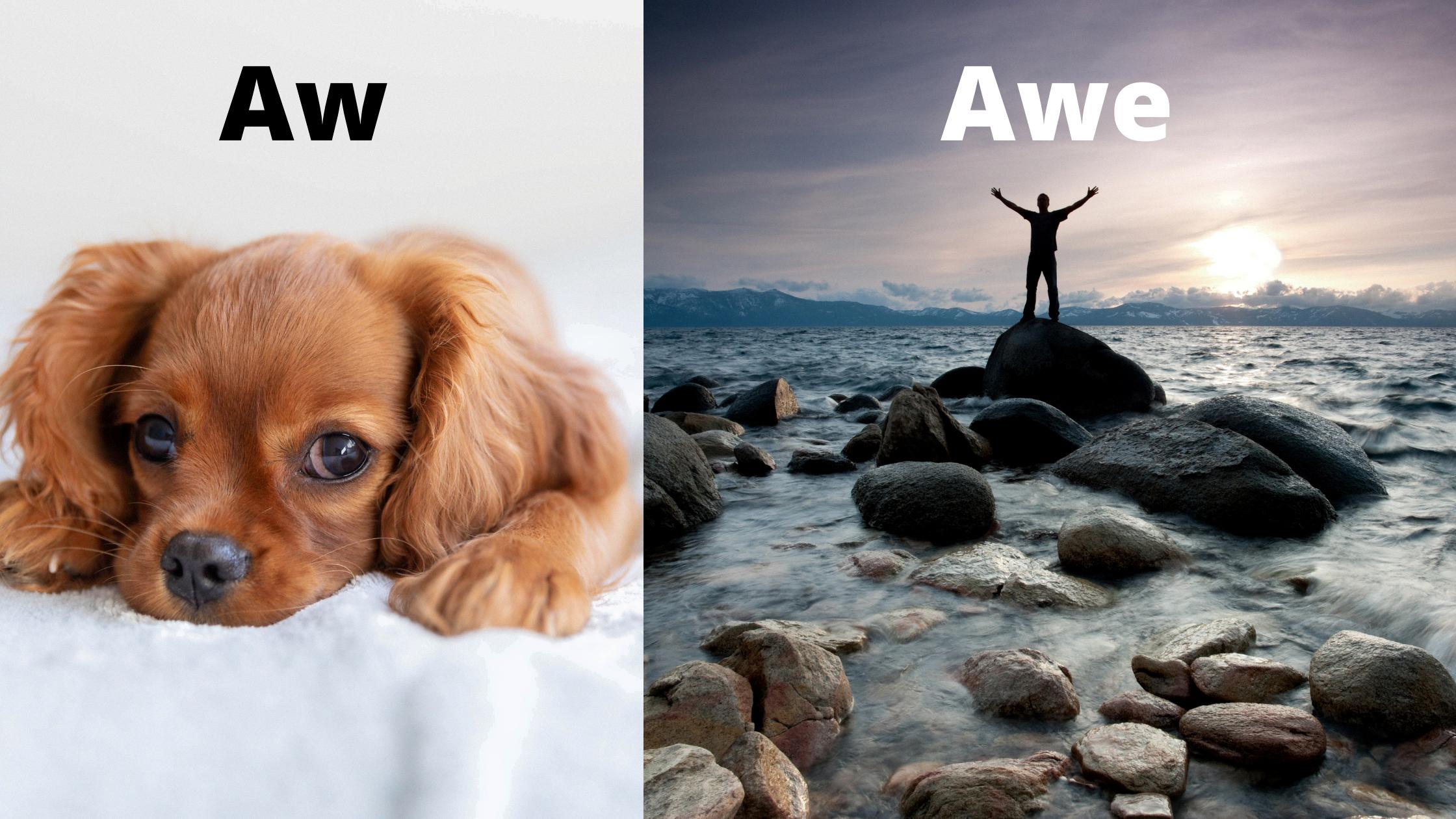 the-difference-between-aww-and-awe-use-it-correctly-next-time