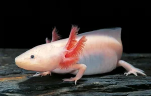 axolotl 1674957459