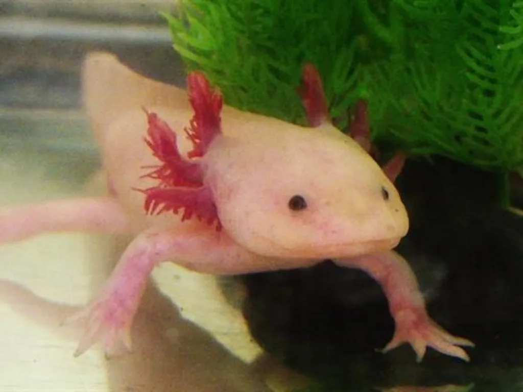 axolotl 1674957460