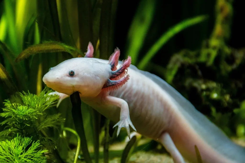 axolotl tank 1674957511