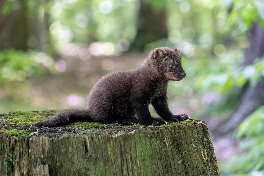 baby fisher cat