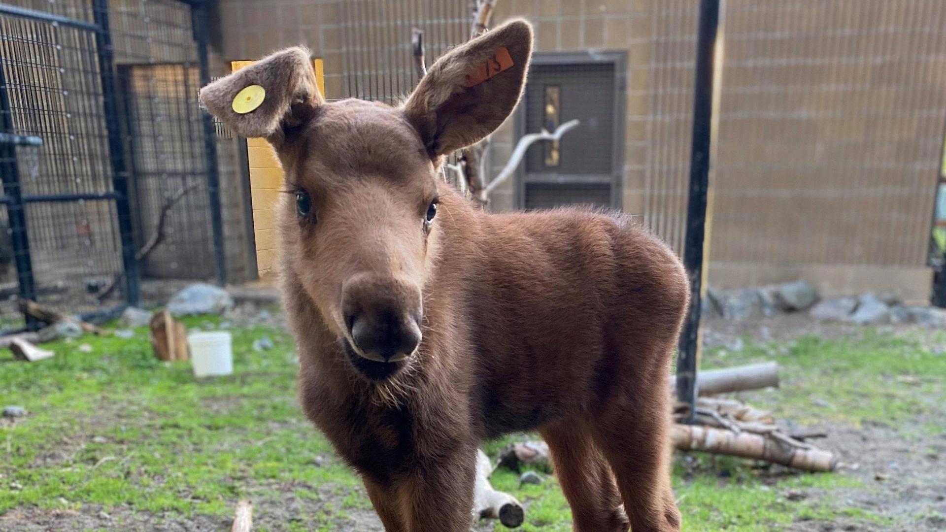 baby moose called