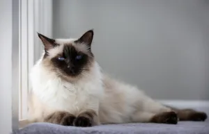 balinese cat hypoallergenic 1 1