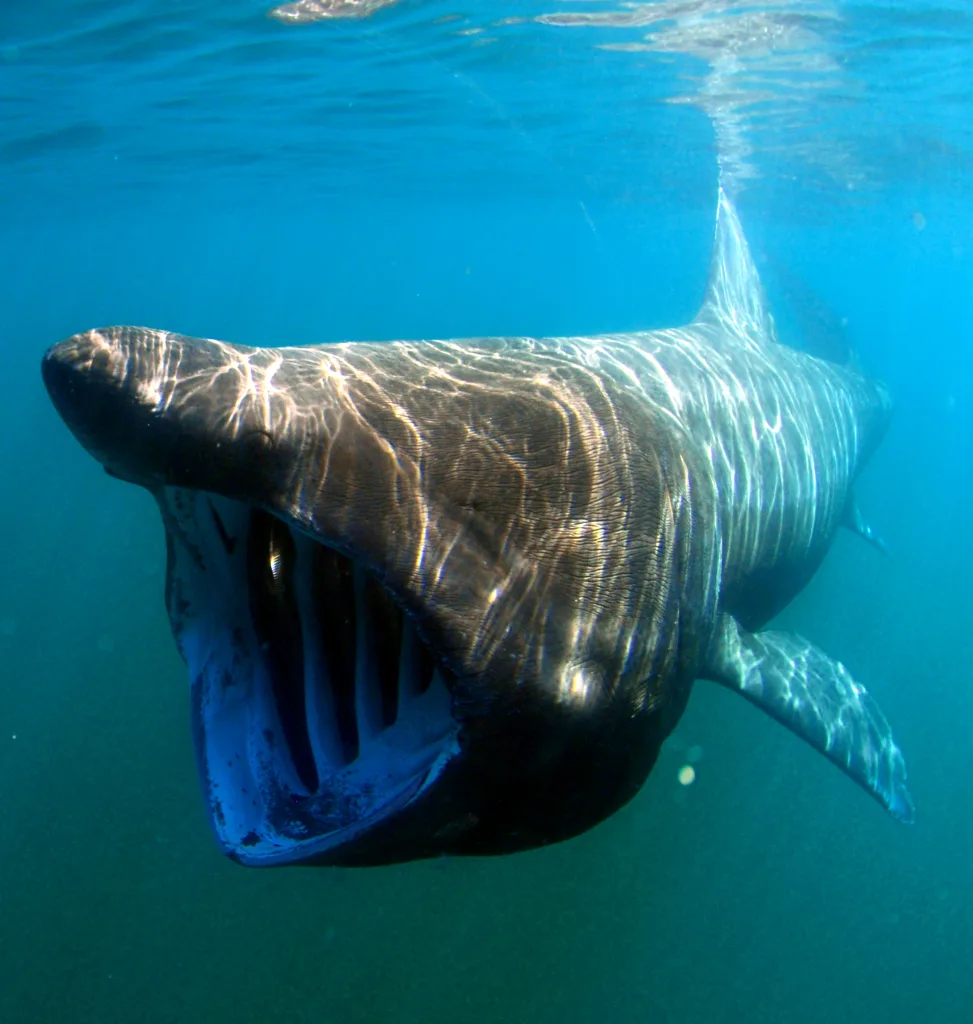 basking shark 1672737970