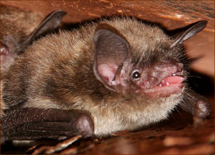 bat child found in cave