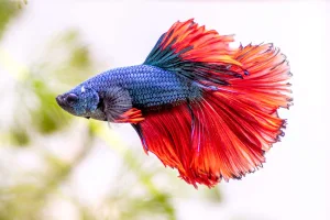 betta fish 1674210699