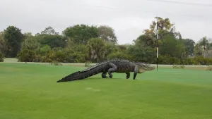 biggest alligator ever caught 1 1