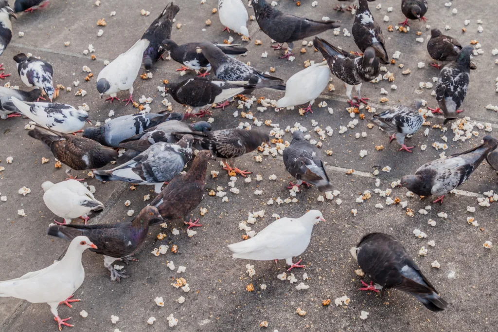 birds popcorn 1674733520