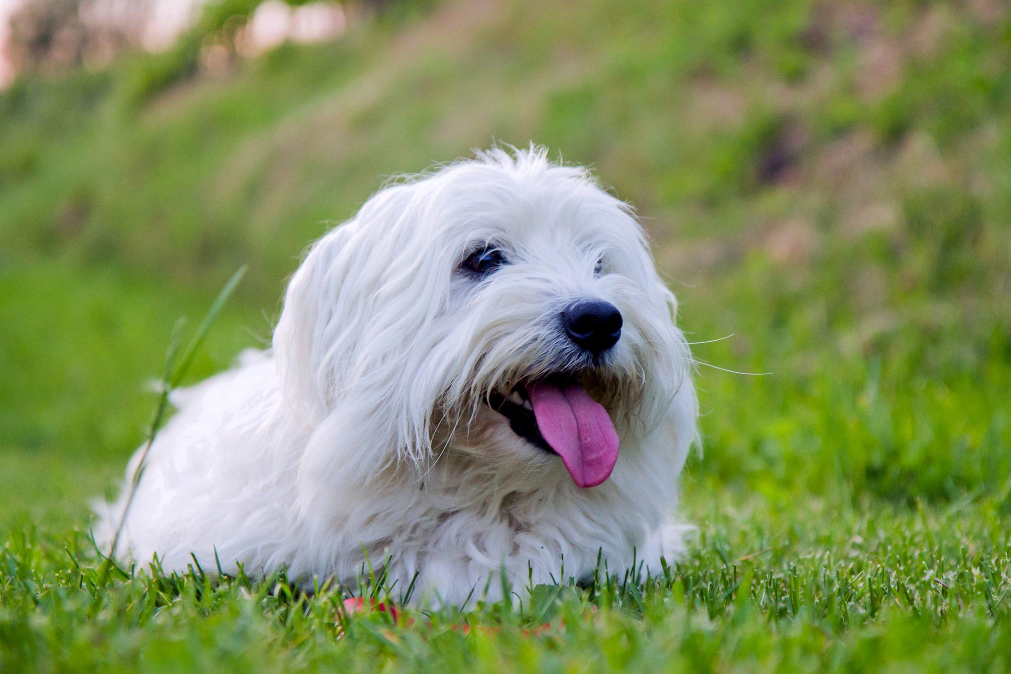 does the coton de tulear grow big