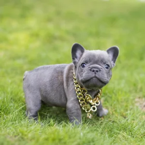 blue pied french bulldog 1 1