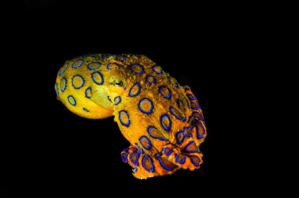 blue ringed octopus 1674295333