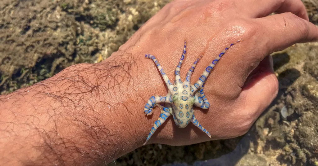 blue ringed octopus 1674809647