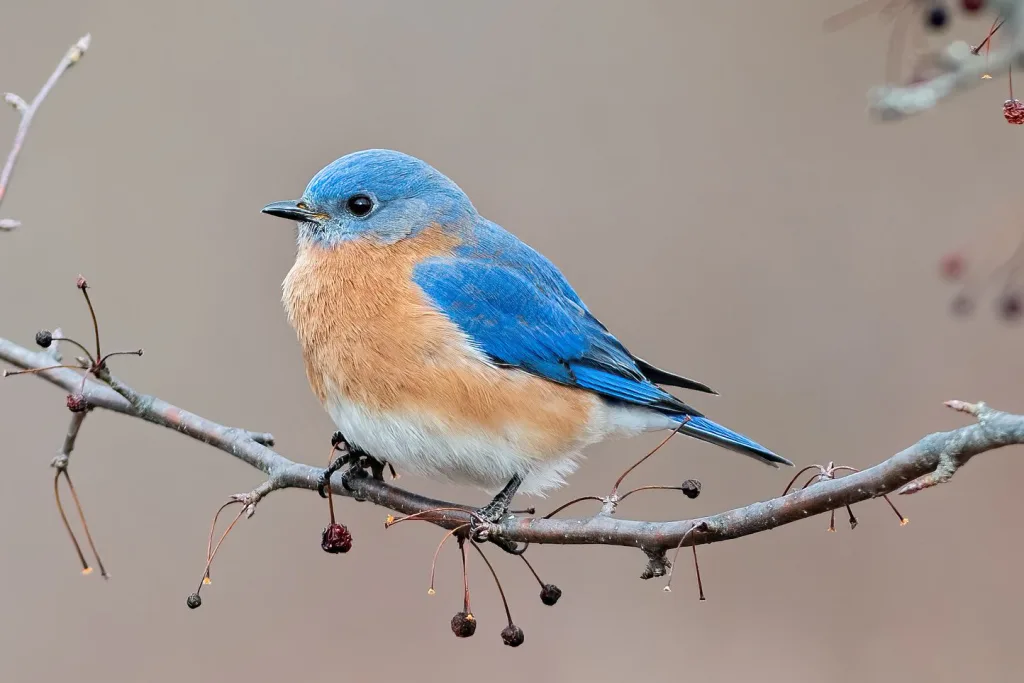 Michigan s Majestic Bluebirds How To Attract Them To Your Backyard 