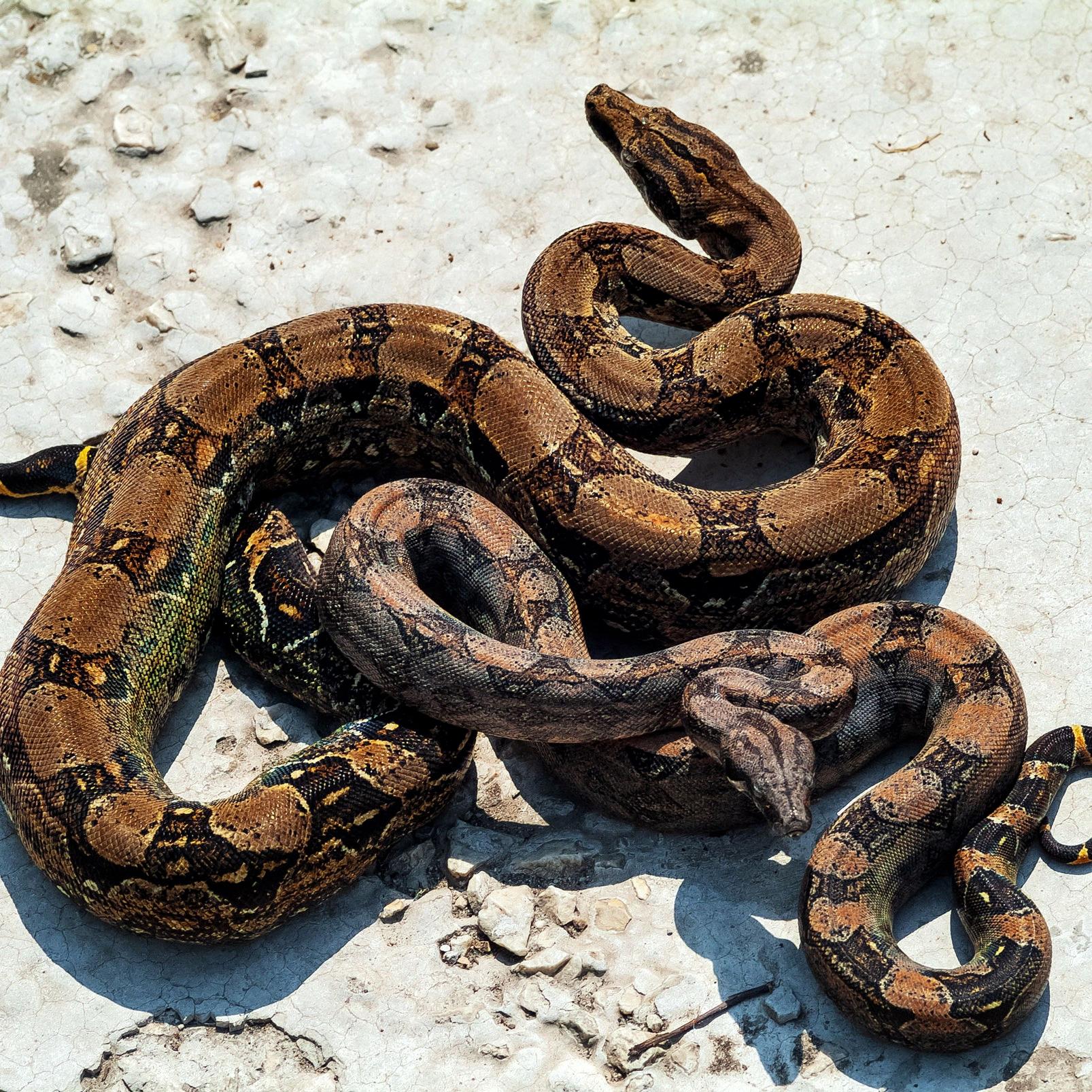 boa constrictor teeth