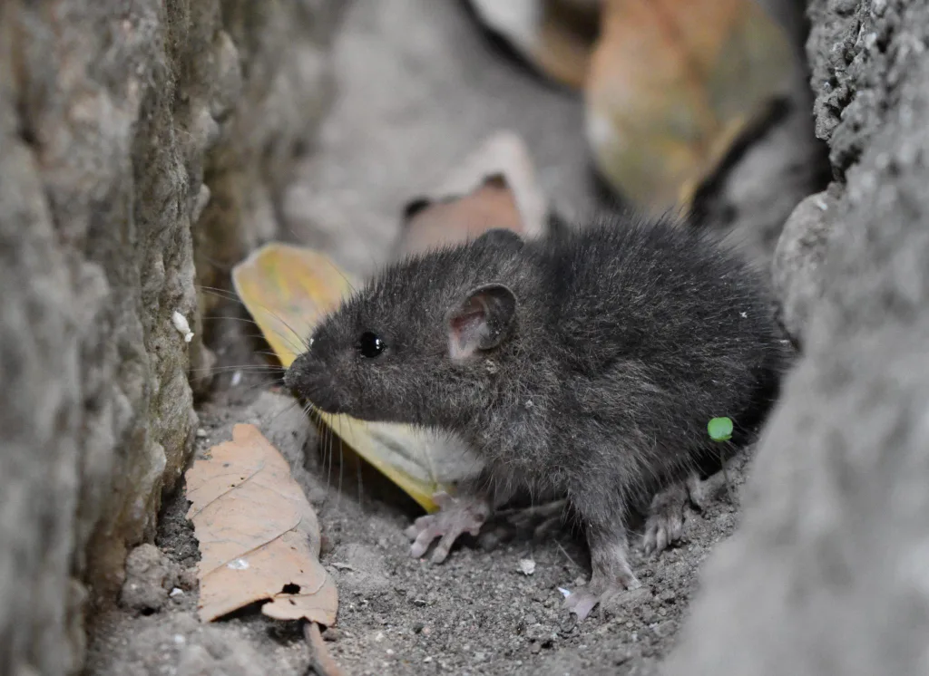 Mice Eradication Guide When and How To Use Rodent Smoke Bombs