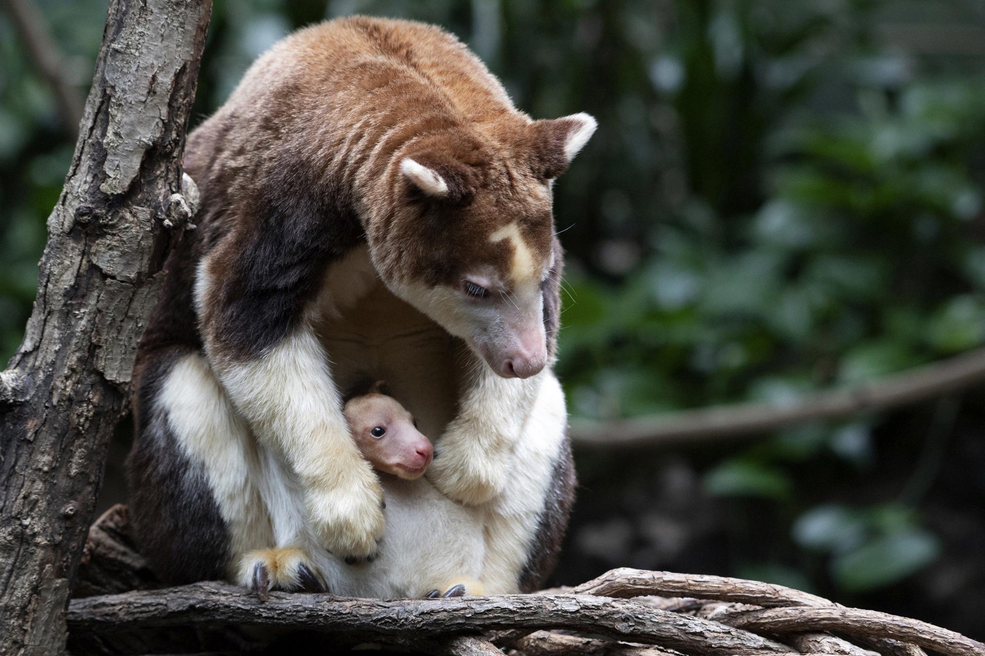 bronx zoo free days