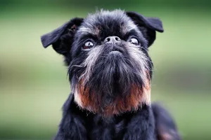 brussels griffon 1674383430