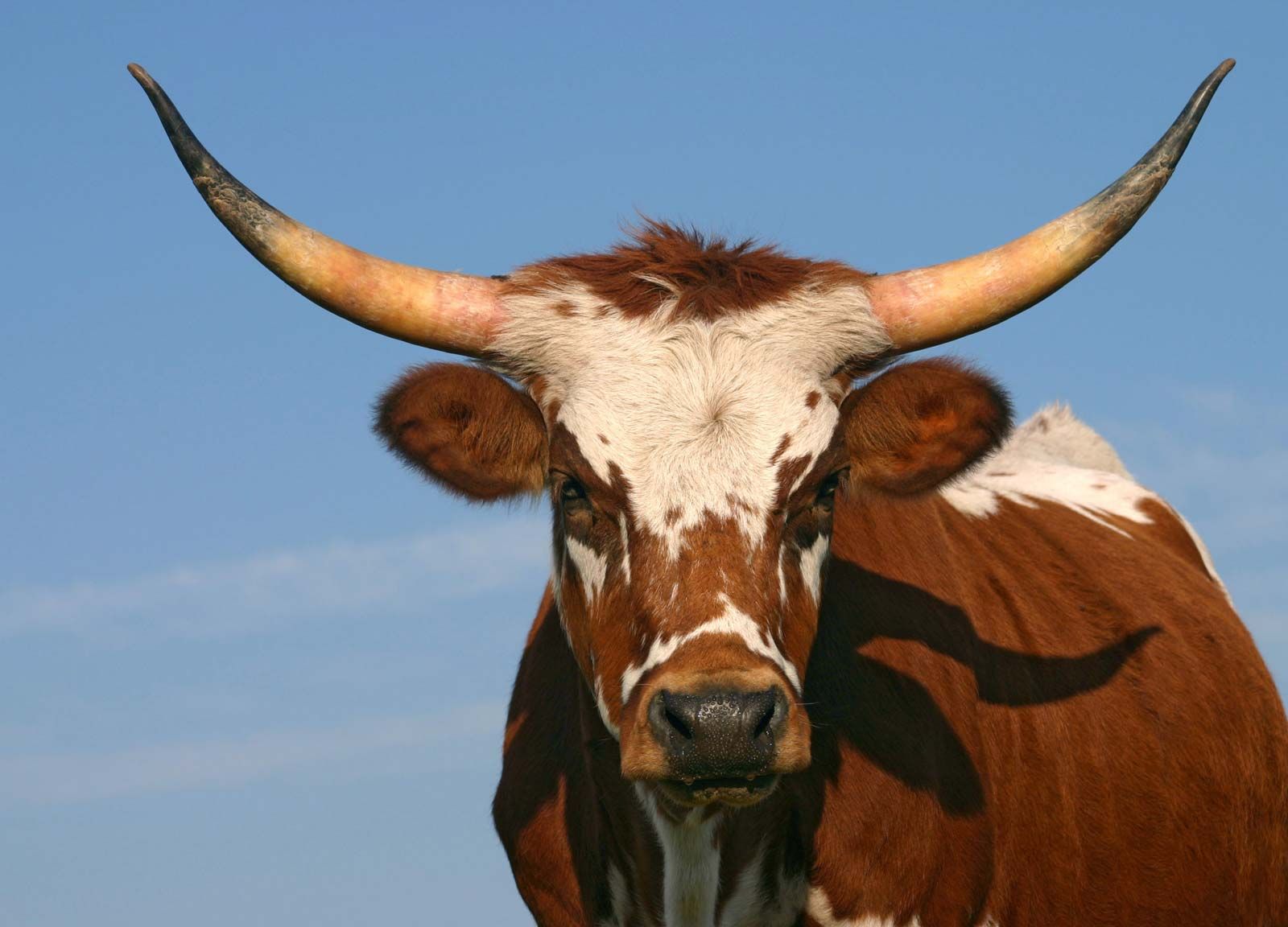 What Is A Mature Male Cow