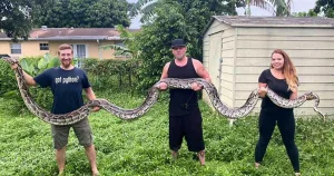 burmese python how long 1 1