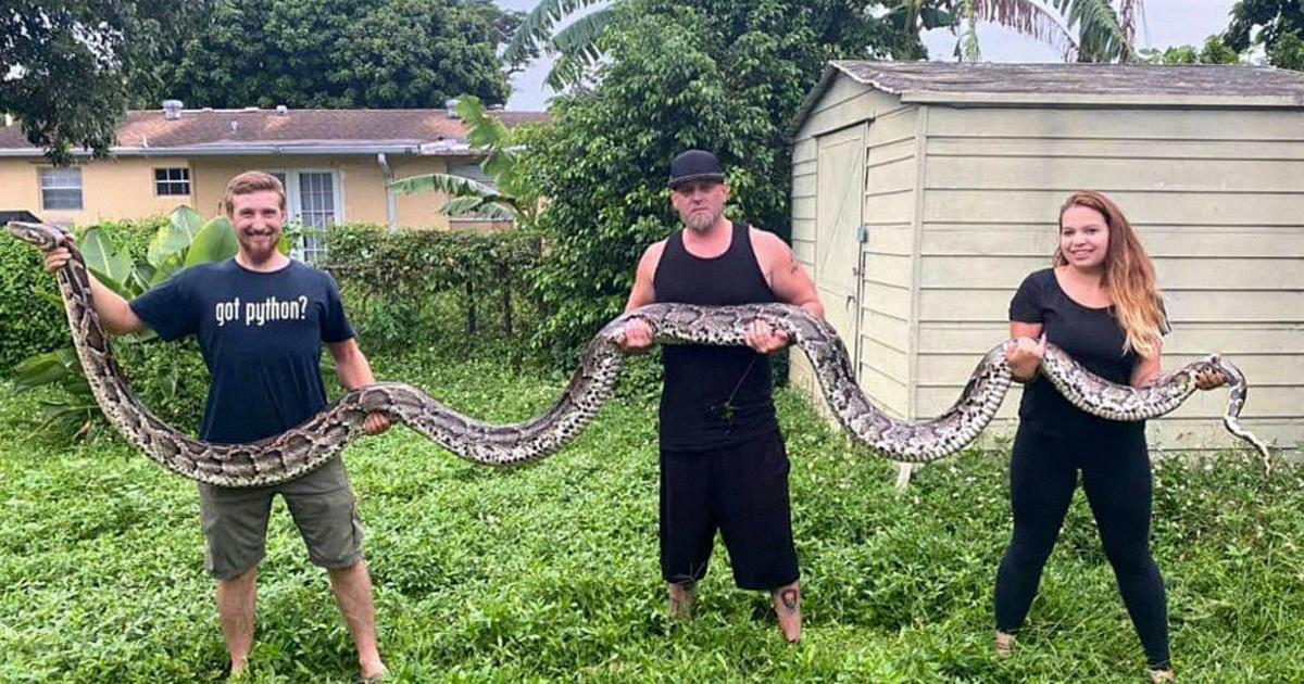 burmese python how long