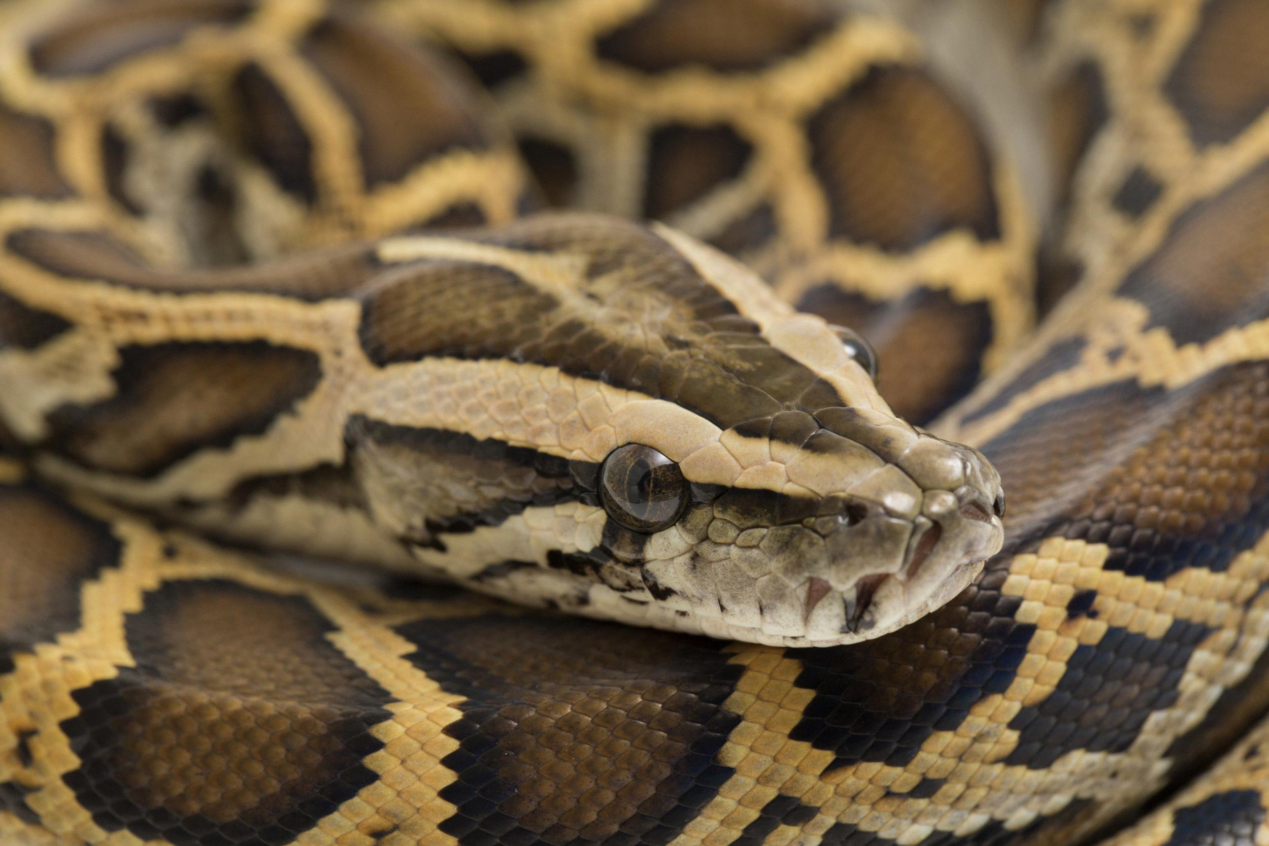 burmese python how long