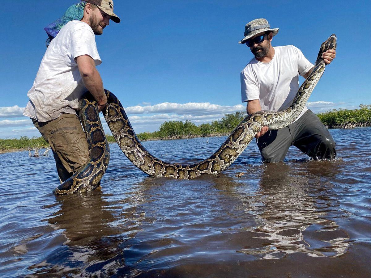 burmese python how long