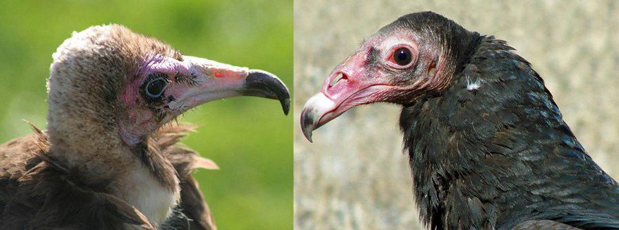 buzzard vs vulture