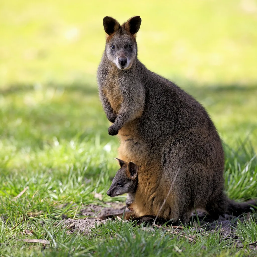 Man vs Kangaroo? Think Twice Before Taking On This Marsupial