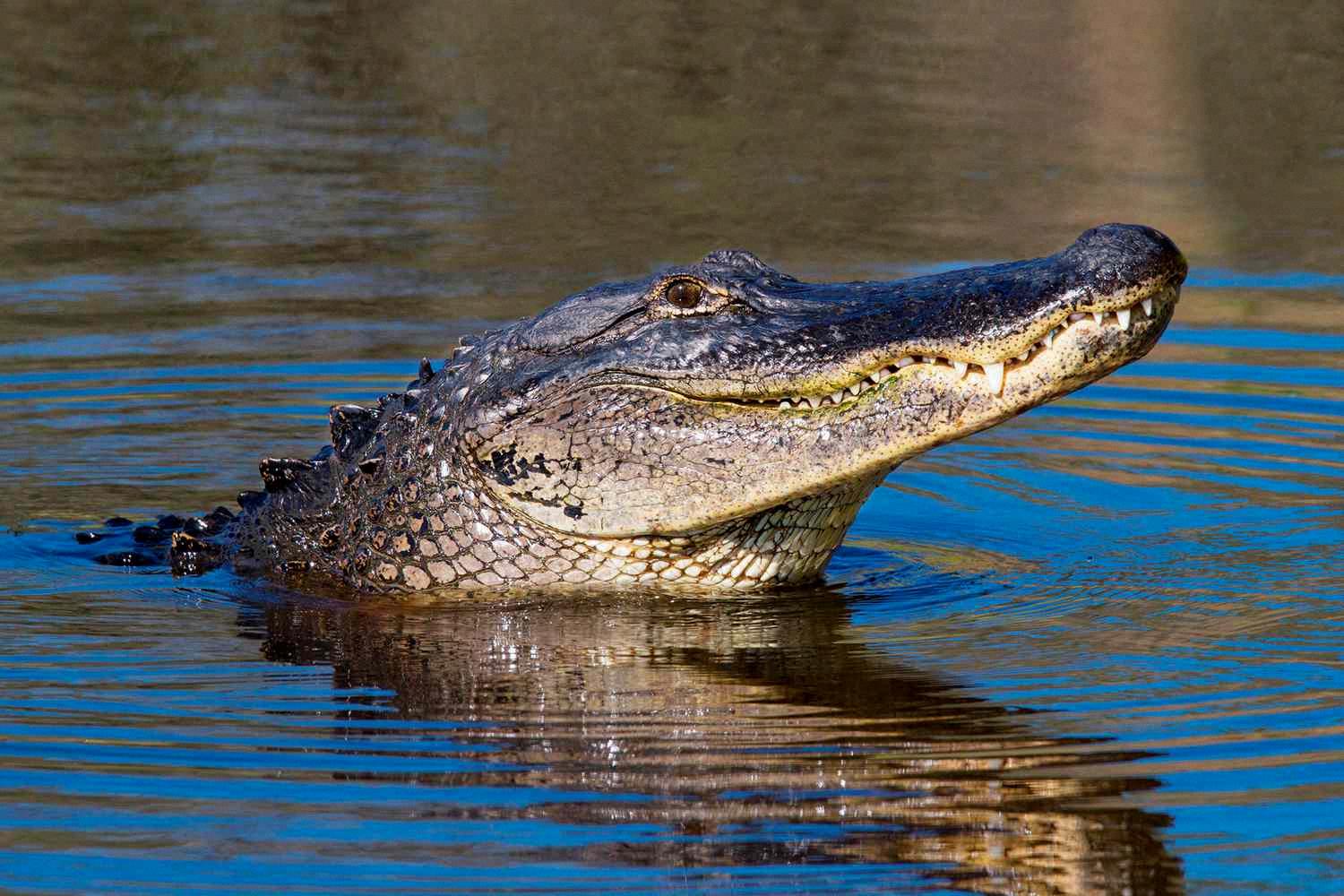 can an alligator live in saltwater