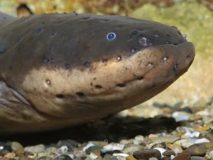 can an electric eel kill you 1 1