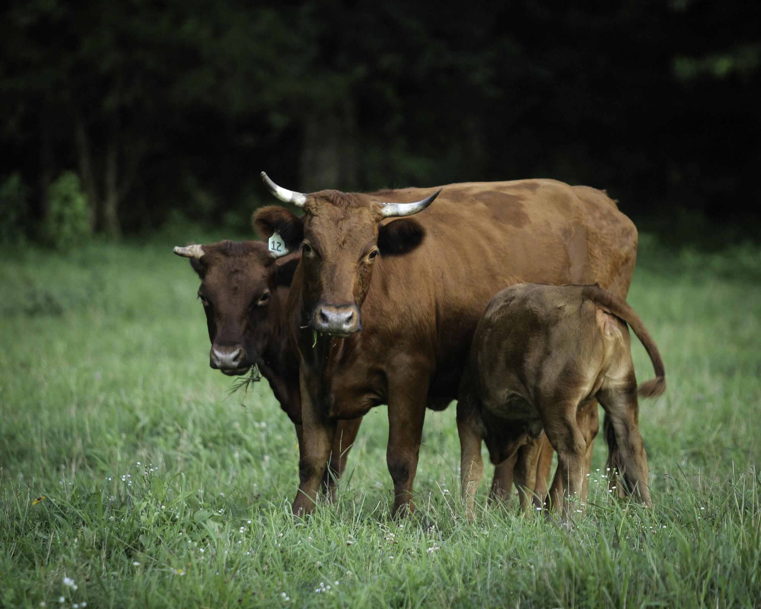 can cows eat apples