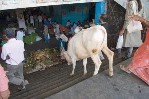 can cows go down stairs 1 1