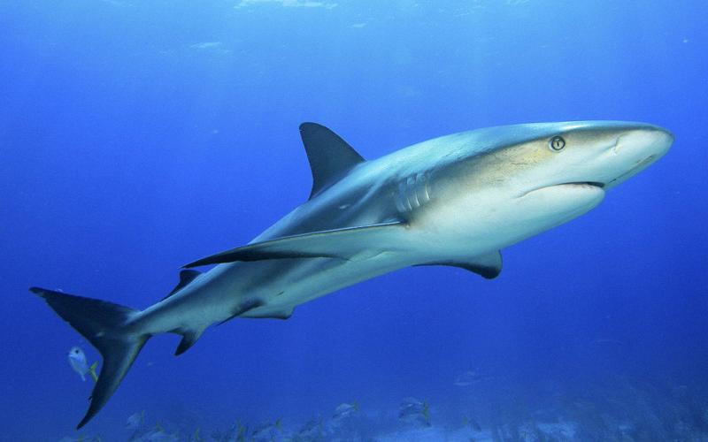 can dolphins kill sharks