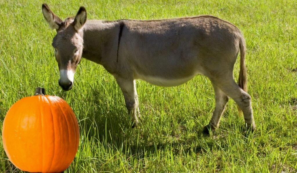 can donkeys eat oranges
