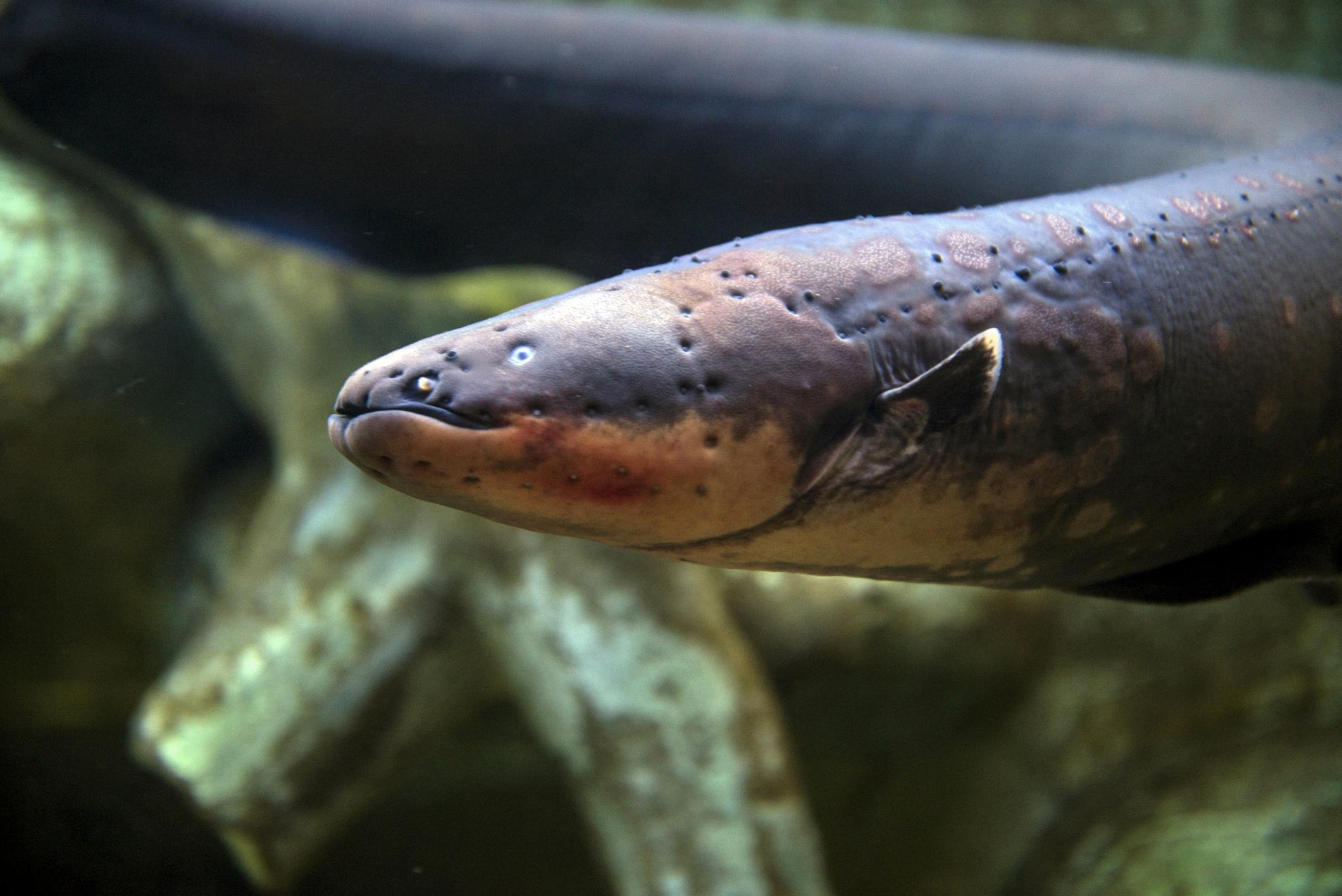 can electric eels kill you
