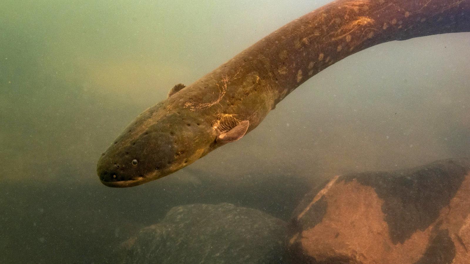 can electric eels kill you