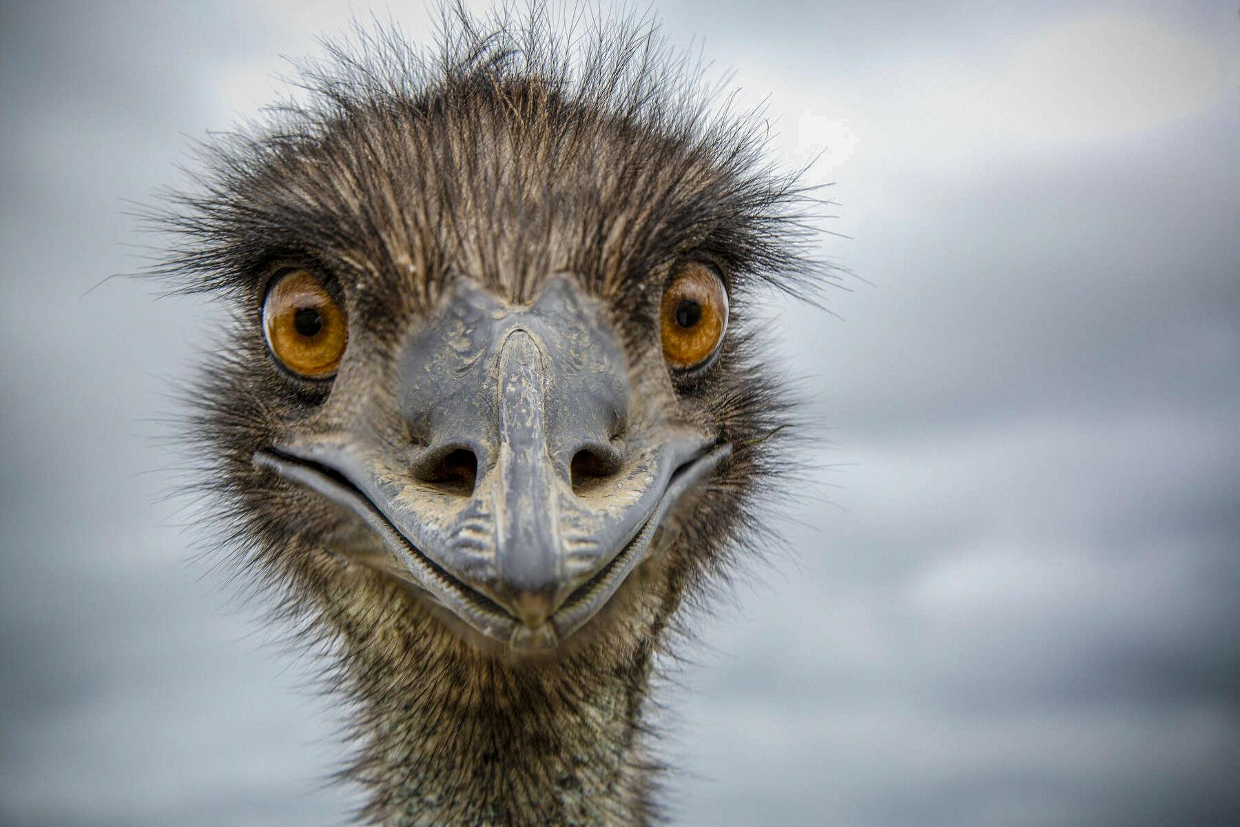can emus fly