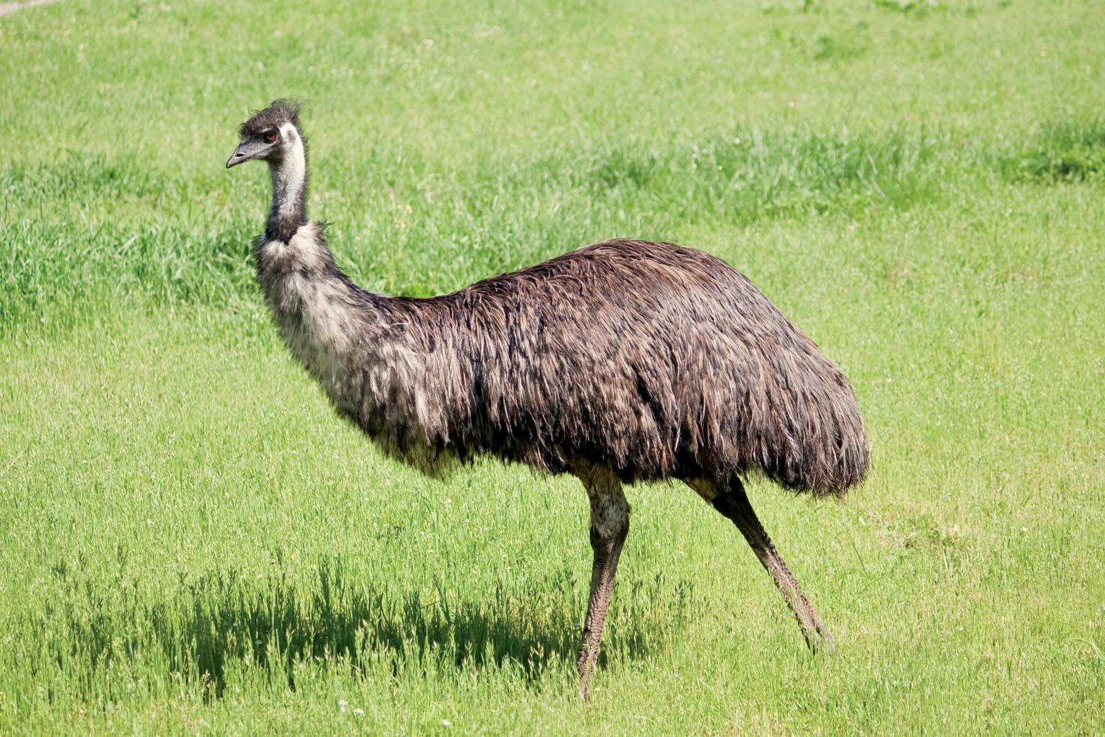 can emus fly